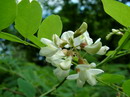 اقاقیای توپی(پیوندی)